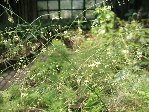Garden Asparagus